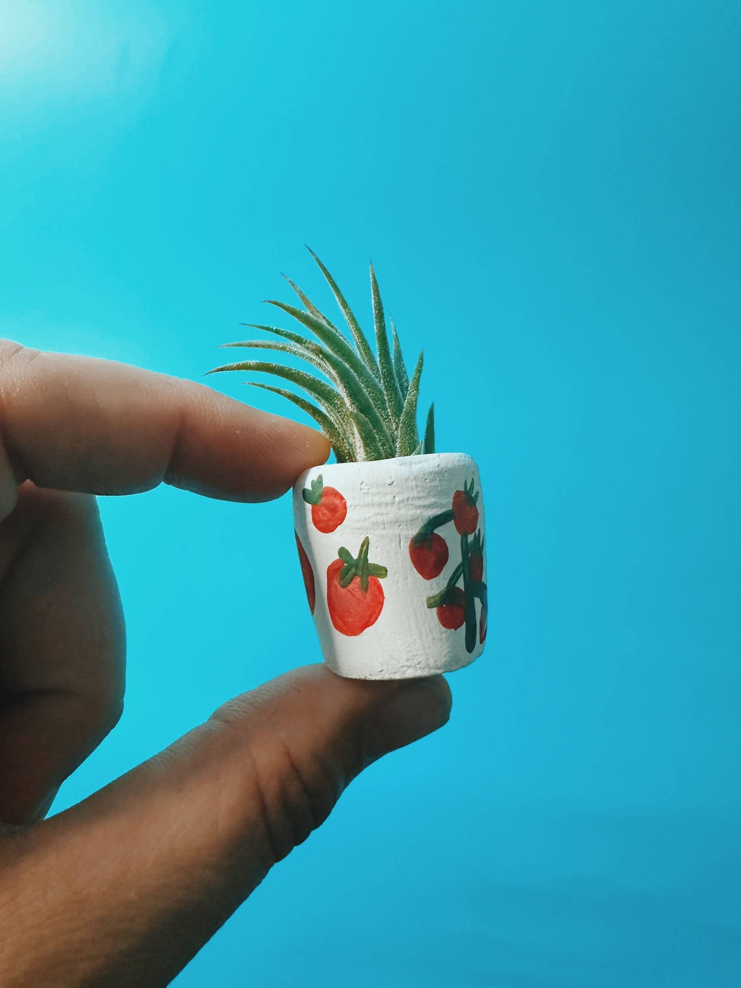 Tomato Mini Planter with Air Plant