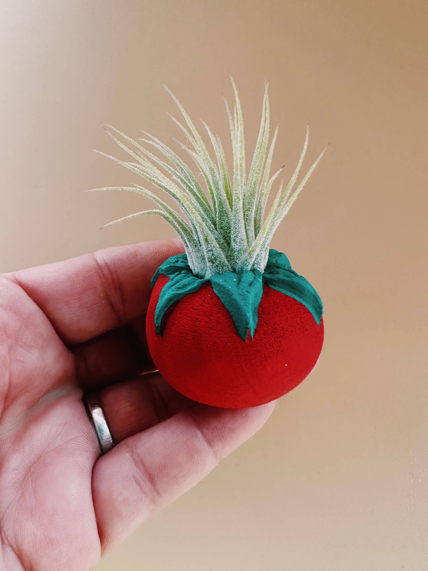 Tomato Mini Planter with Air Plant