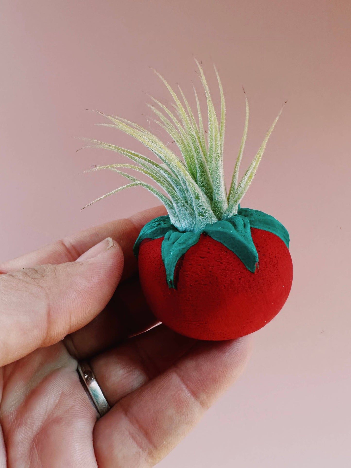 Tomato Mini Planter with Air Plant