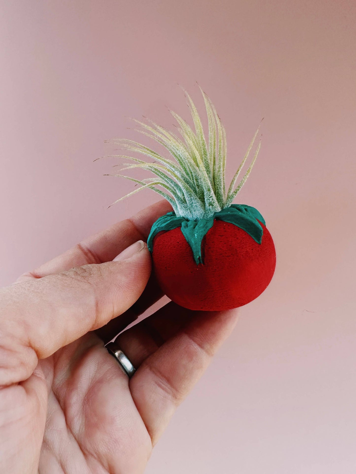 Tomato Mini Planter with Air Plant