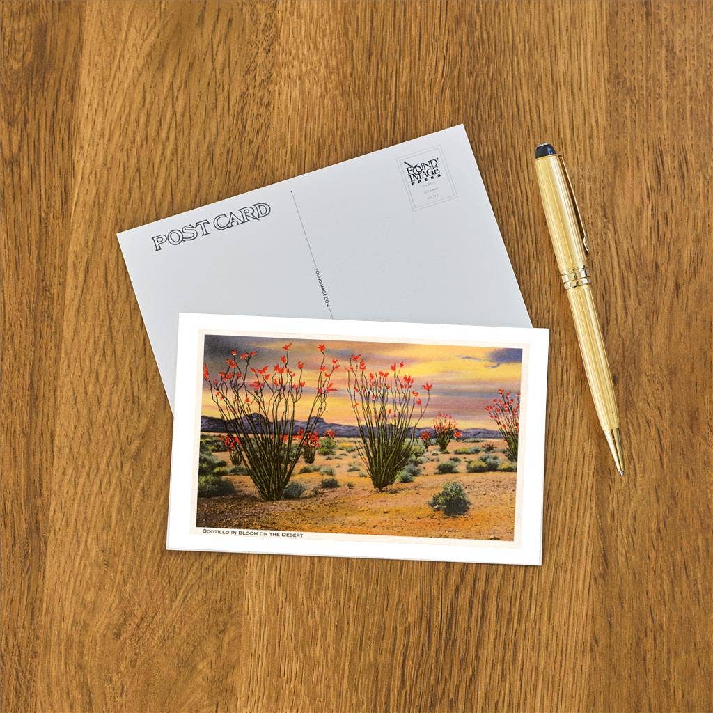 Ocotillo Blooming in Desert Postcard