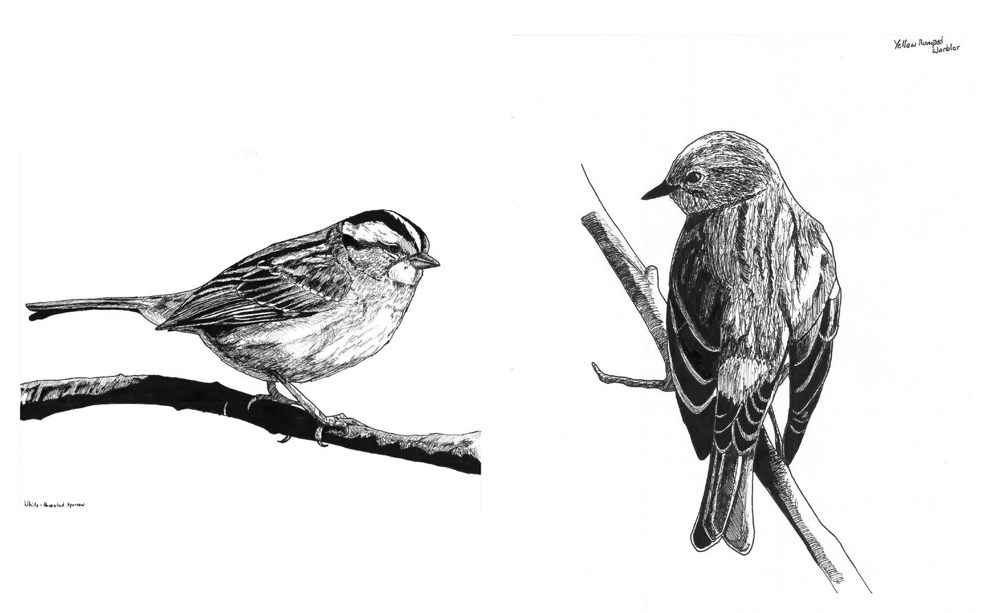 Slow Birding