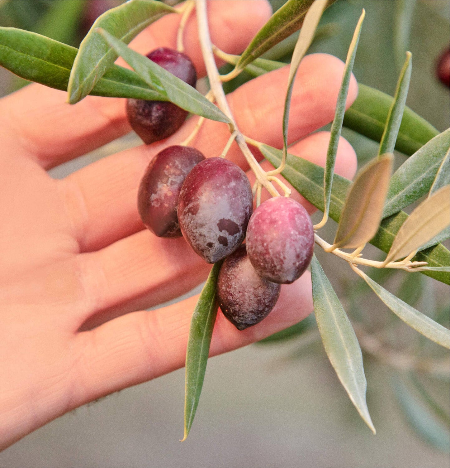 "Sizzle" Squeeze Olive Oil