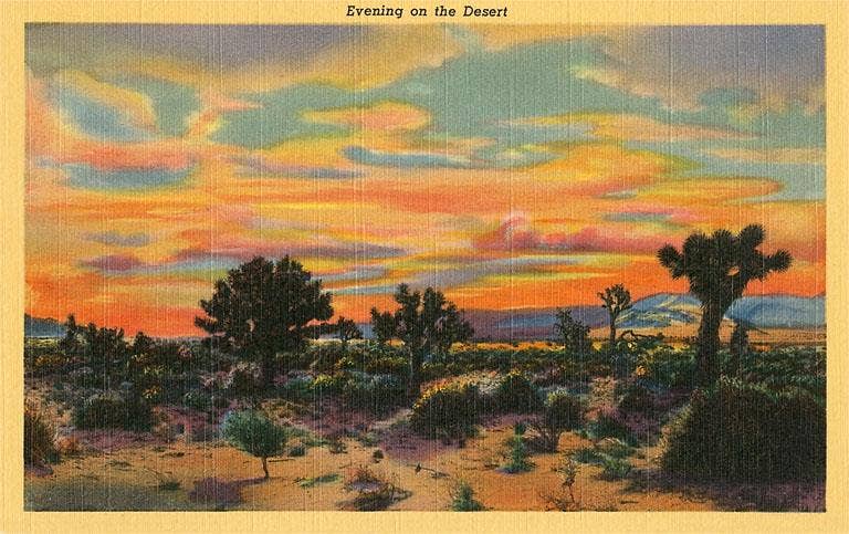Evening on the Desert Postcard