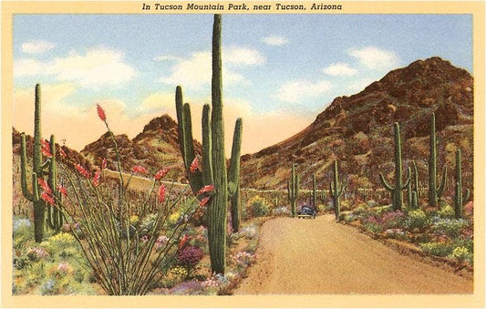 Saguaros and Ocotillo, Tucson Postcard