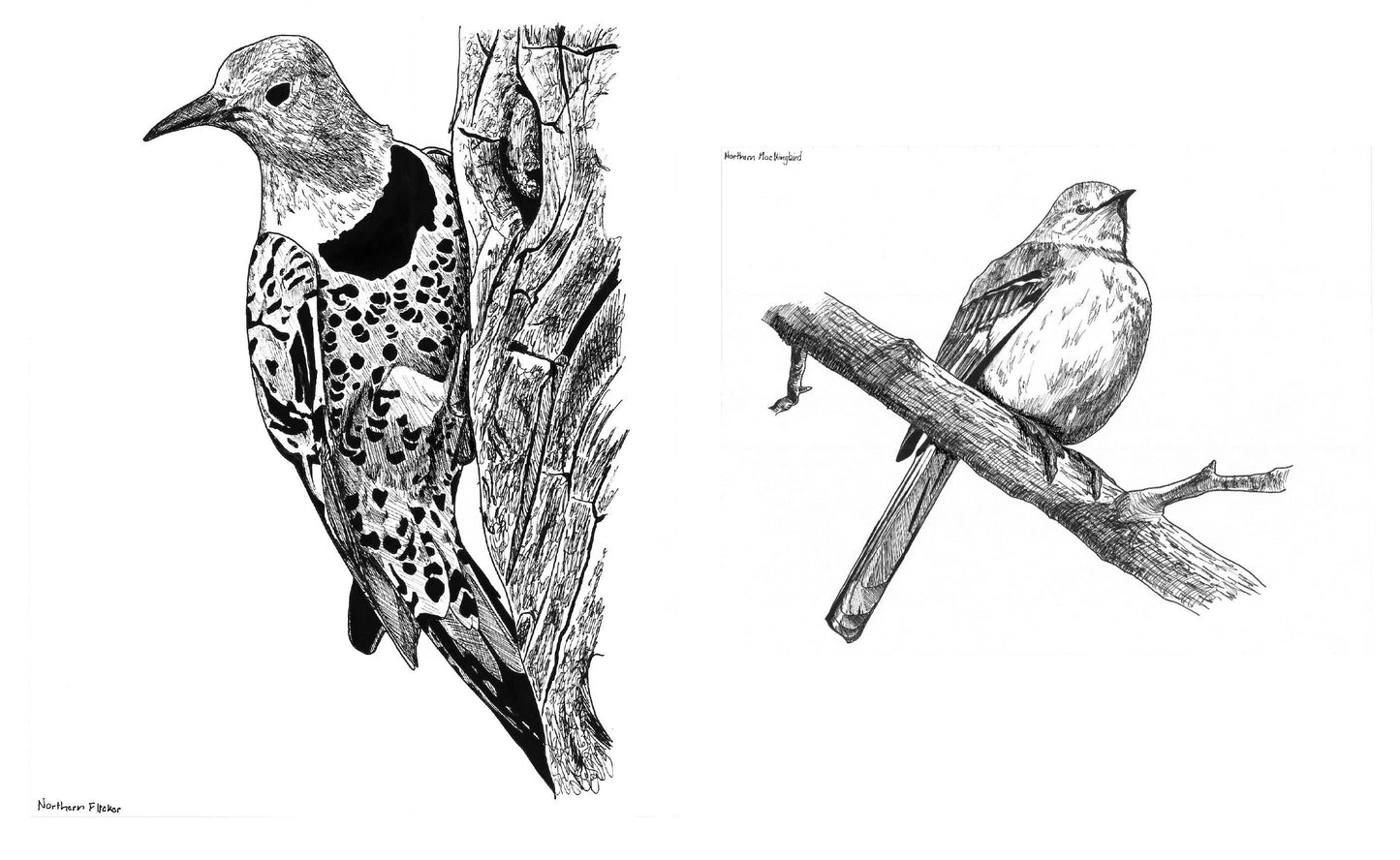 Slow Birding