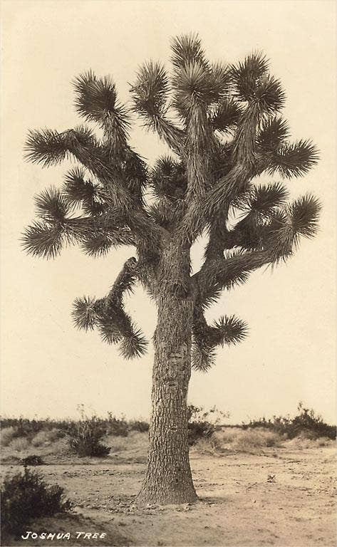 Joshua Tree Postcard