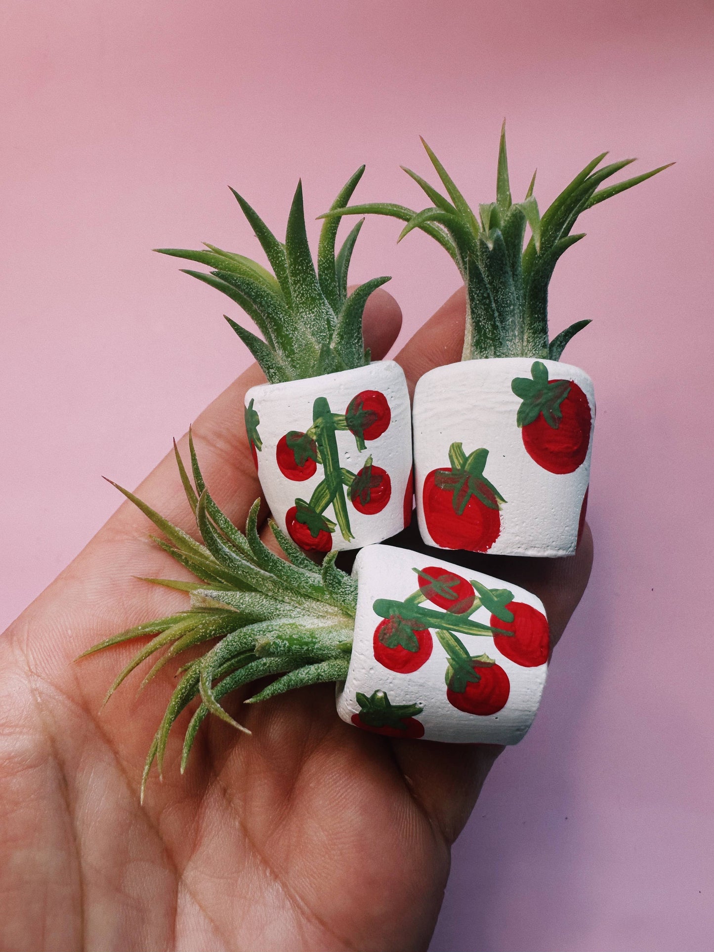 Tomato Mini Planter with Air Plant