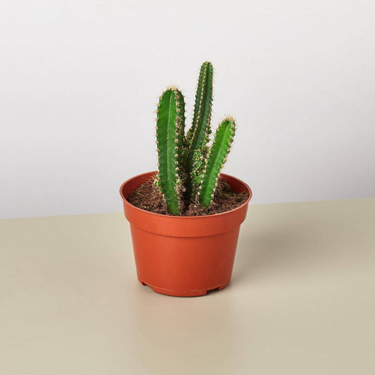 SUCCULENT FAIRY CASTLE CACTUS 4-inch
