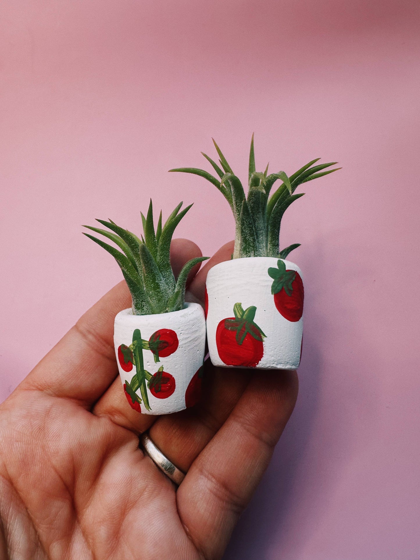 Tomato Mini Planter with Air Plant