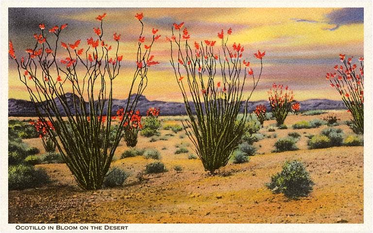 Ocotillo Blooming in Desert Postcard