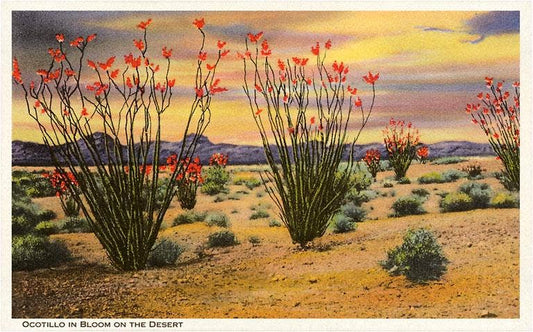 Ocotillo Blooming in Desert Postcard