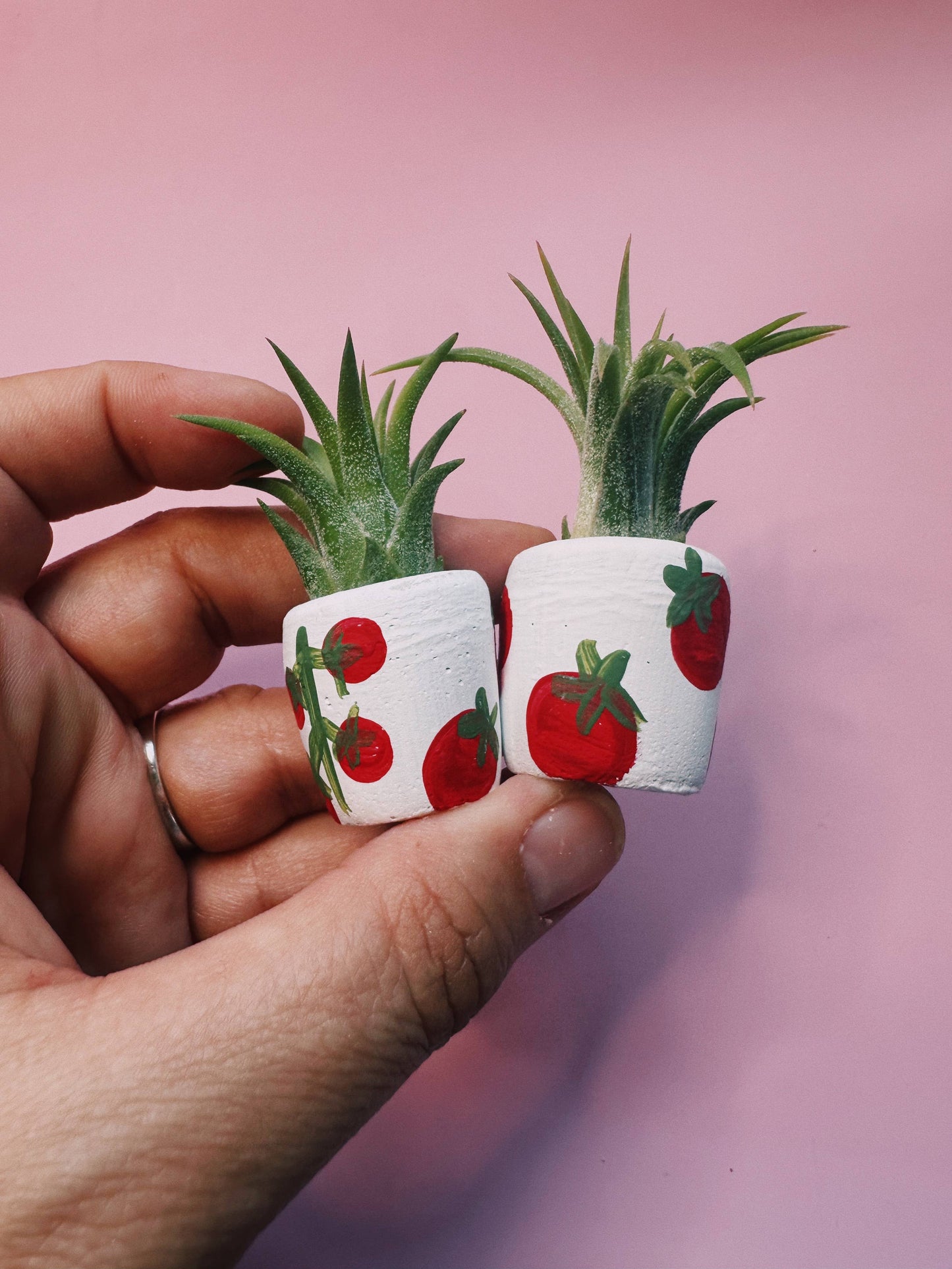 Tomato Mini Planter with Air Plant