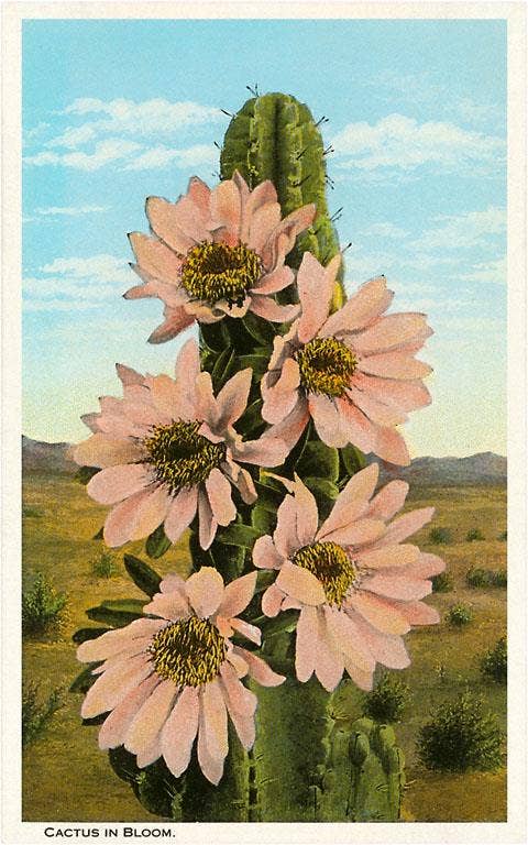 Cactus in Bloom Postcard