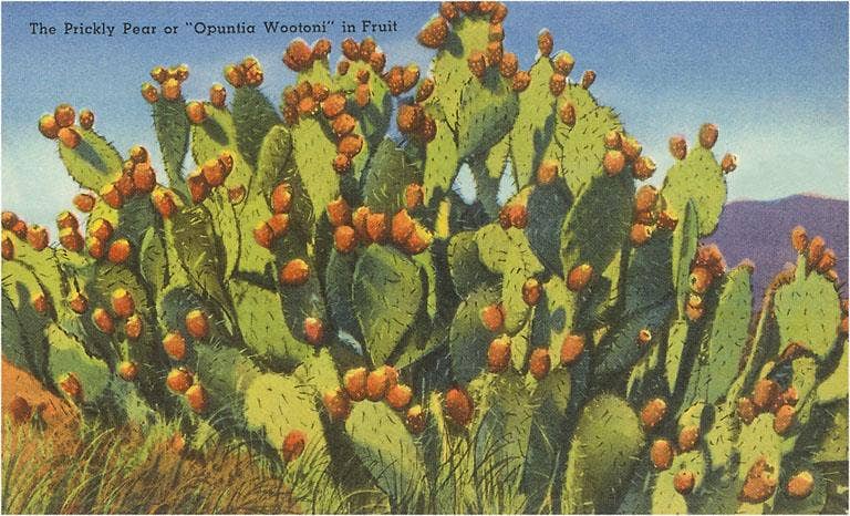 Prickly Pear Cactus in Fruit Postcard