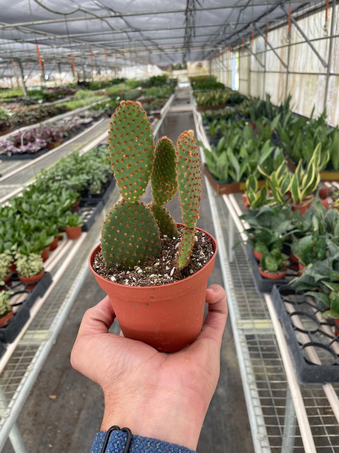 Opuntia ‘Microdasys’ (Bunny Ear Cactus) 4-inch