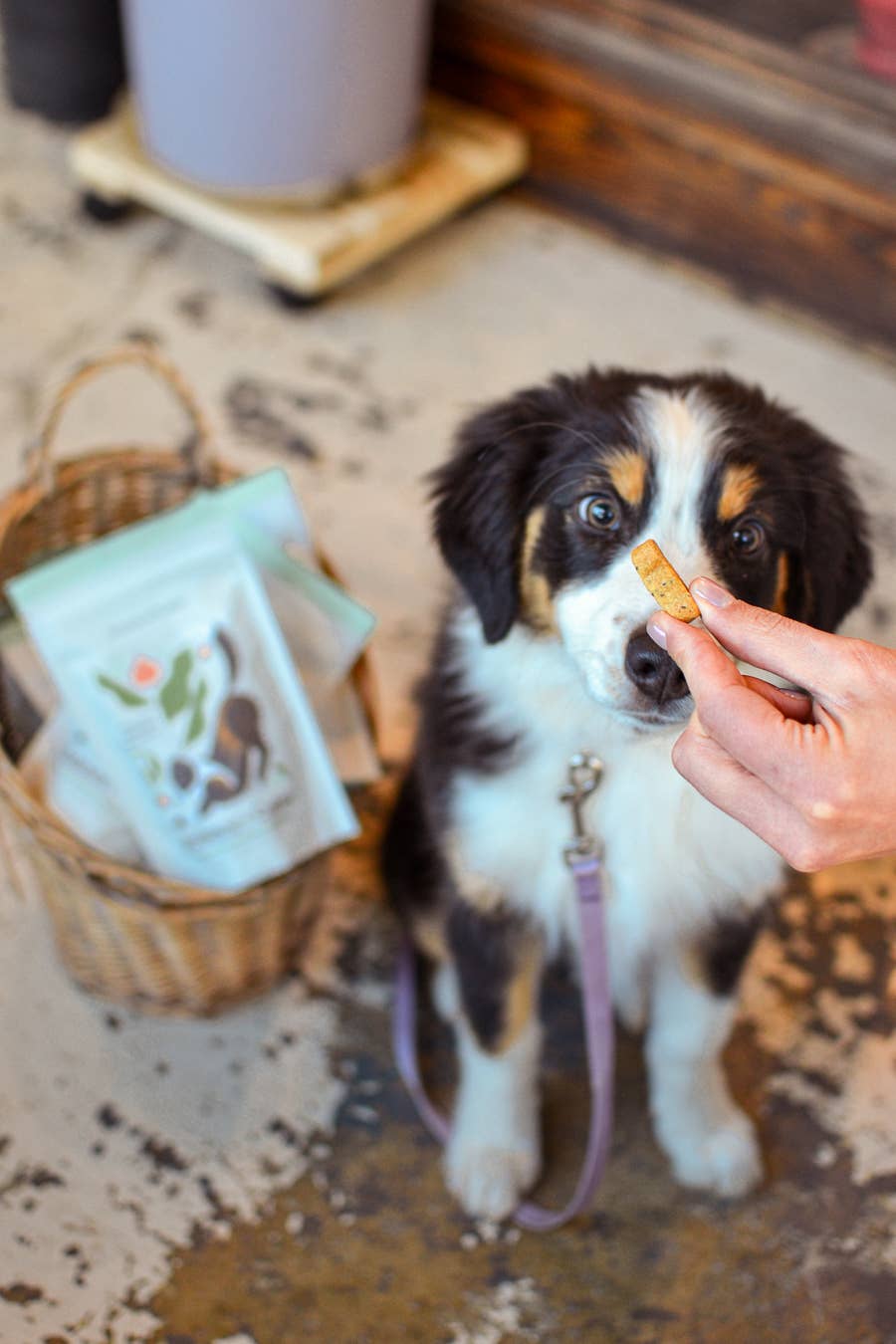 Balance + Calm Cookies - All Natural, Organic Dog Treats