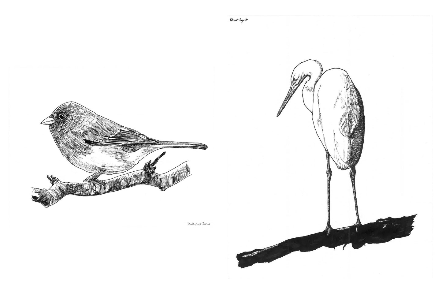 Slow Birding