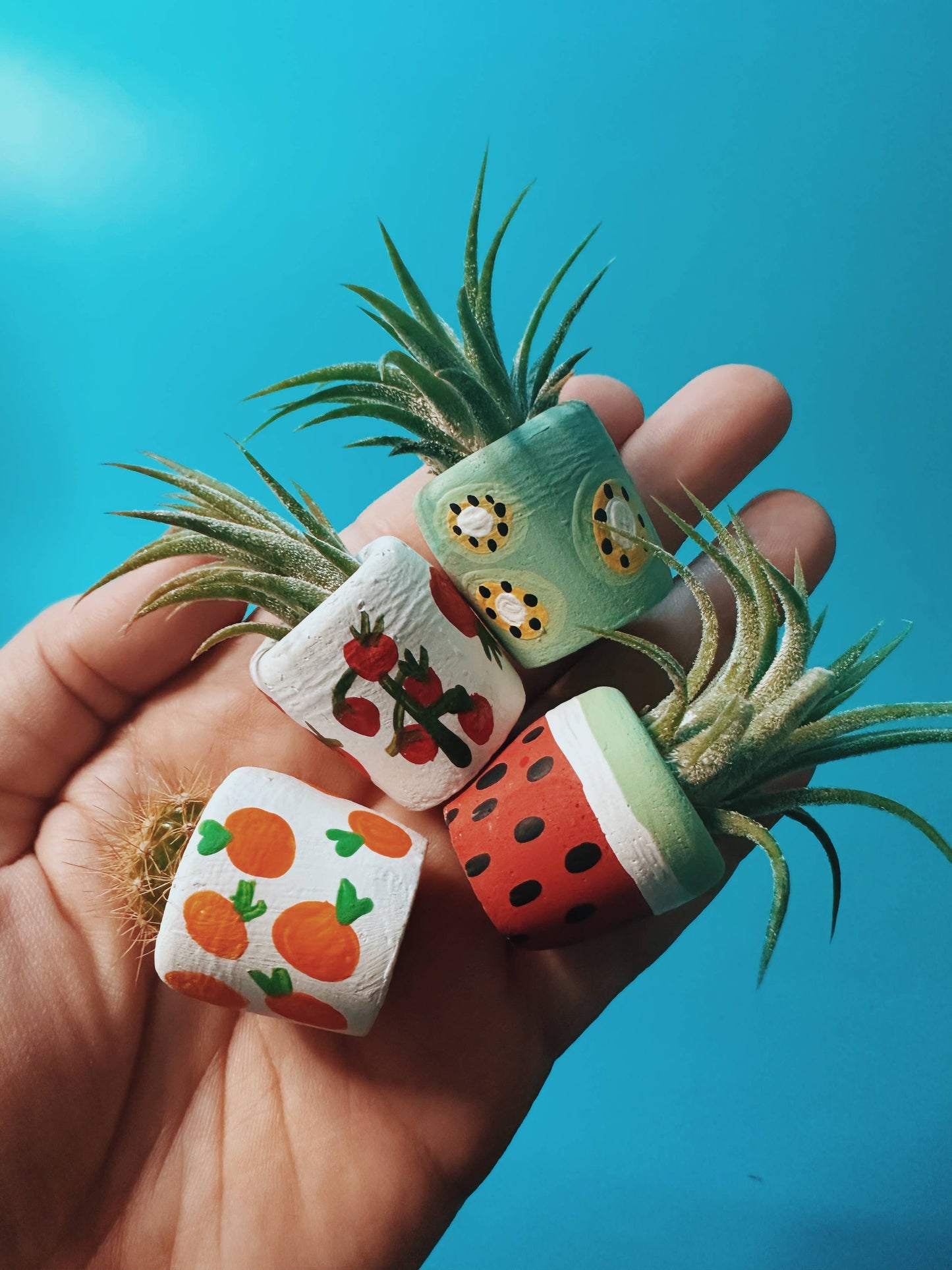 Tomato Mini Planter with Air Plant